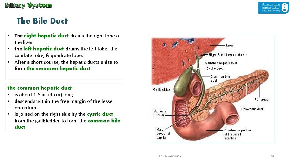 Biliary System The Bile Duct • The right hepatic duct drains the right lobe
