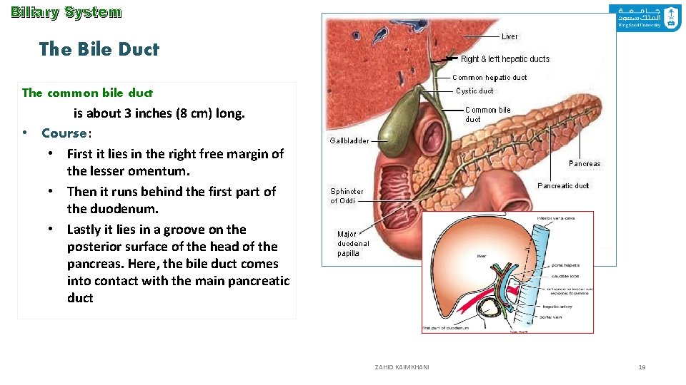 Biliary System The Bile Duct The common bile duct is about 3 inches (8