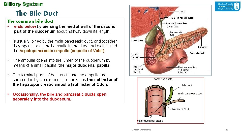 Biliary System The Bile Duct The common bile duct • ends below by piercing