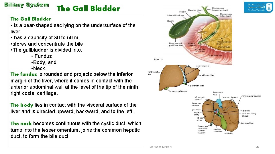 Biliary System The Gall Bladder • is a pear-shaped sac lying on the undersurface