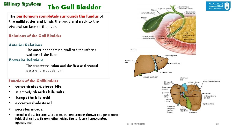 Biliary System The Gall Bladder The peritoneum completely surrounds the fundus of the gallbladder