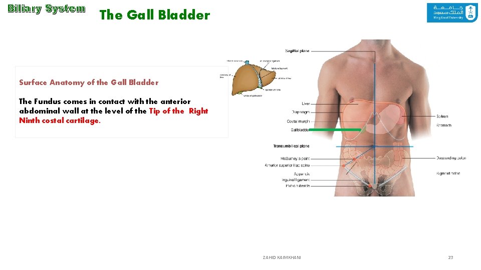 Biliary System The Gall Bladder Surface Anatomy of the Gall Bladder The Fundus comes