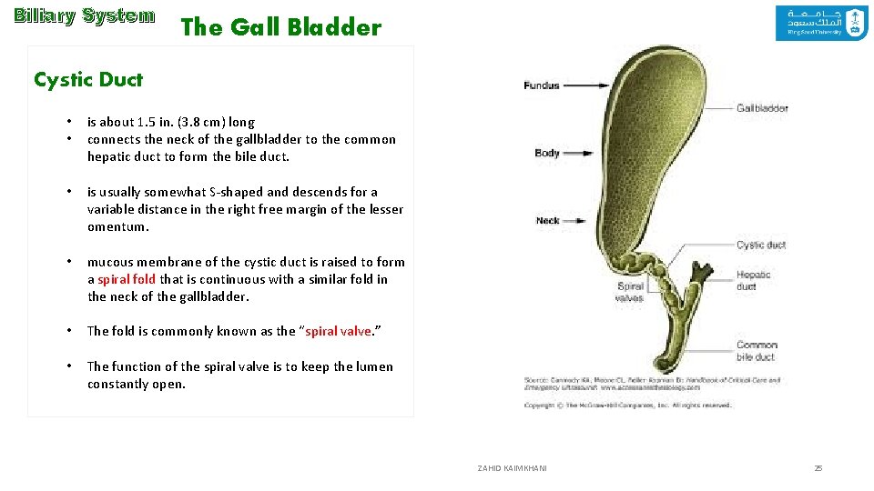 Biliary System The Gall Bladder Cystic Duct • • is about 1. 5 in.