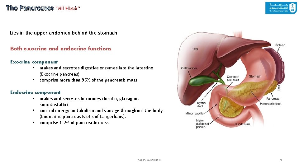 The Pancreases “All Flesh” Lies in the upper abdomen behind the stomach Both exocrine