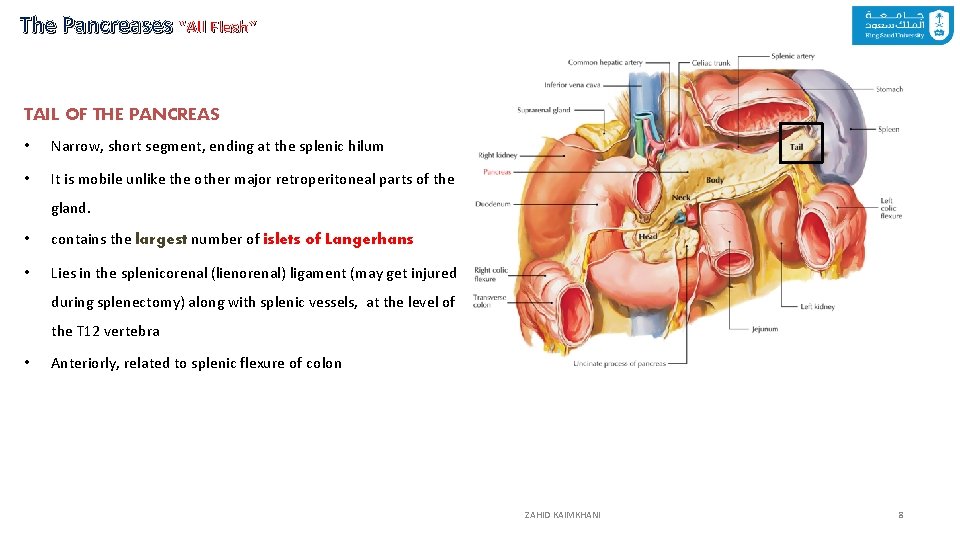 The Pancreases “All Flesh” TAIL OF THE PANCREAS • Narrow, short segment, ending at