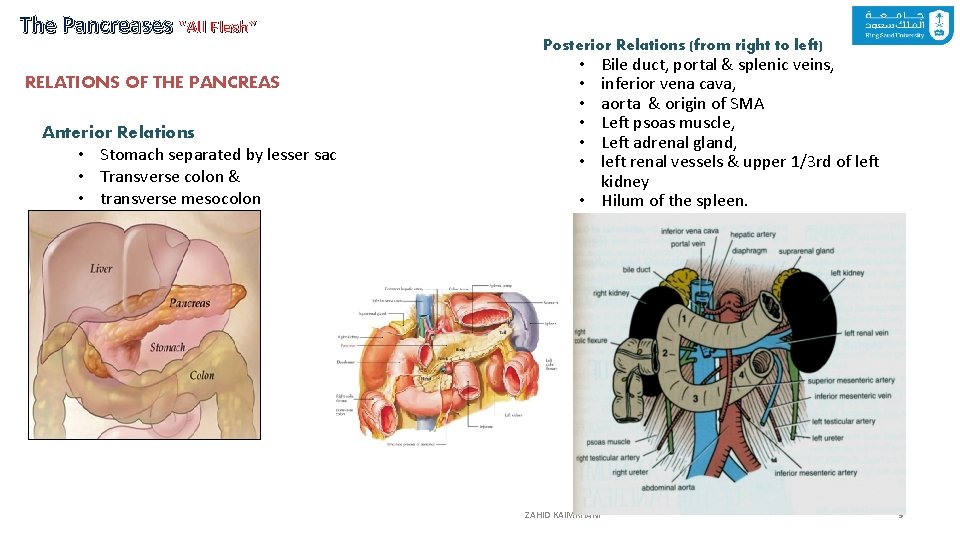 The Pancreases “All Flesh” RELATIONS OF THE PANCREAS Anterior Relations • Stomach separated by