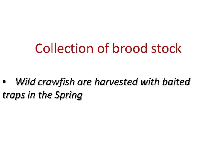 Collection of brood stock • Wild crawfish are harvested with baited traps in the