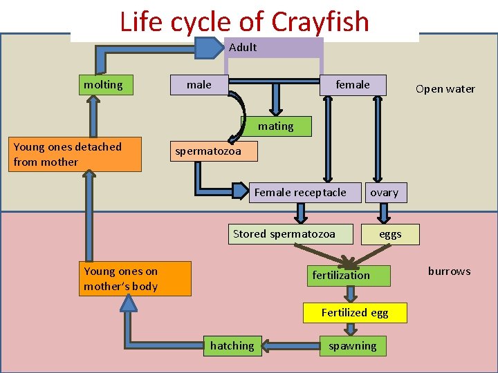 Life cycle of Crayfish Adult molting male female Open water mating Young ones detached