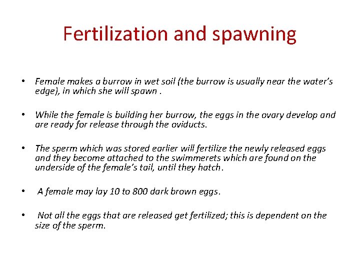 Fertilization and spawning • Female makes a burrow in wet soil (the burrow is