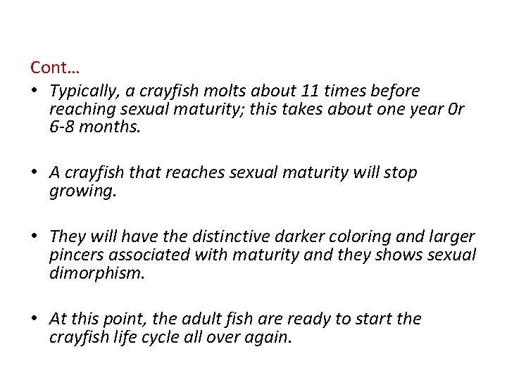Cont… • Typically, a crayfish molts about 11 times before reaching sexual maturity; this
