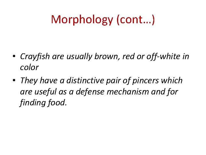 Morphology (cont…) • Crayfish are usually brown, red or off-white in color • They