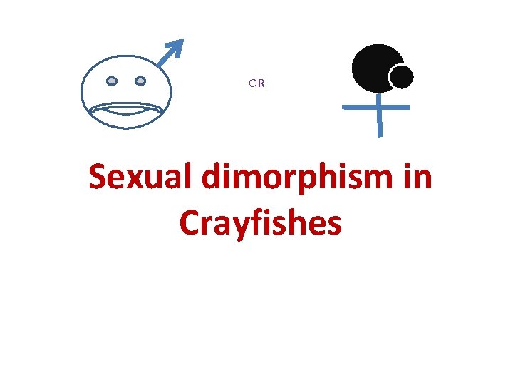 OR Sexual dimorphism in Crayfishes 