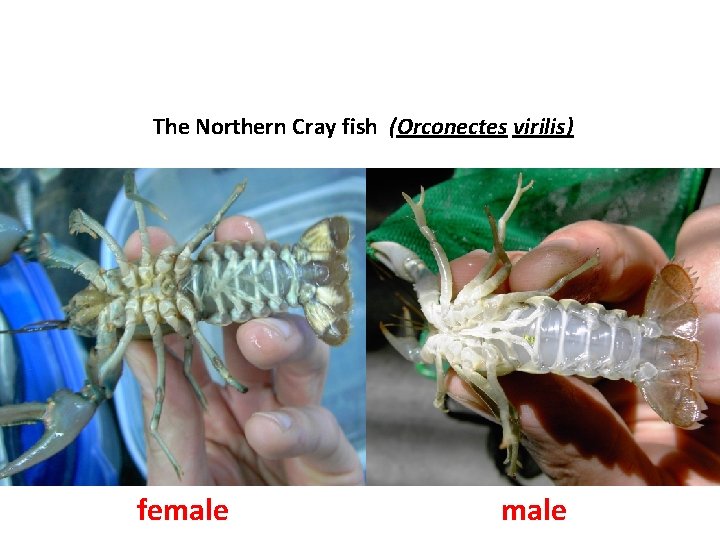The Northern Cray fish (Orconectes virilis) female 