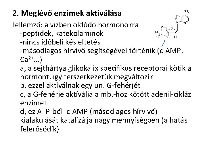 2. Meglévő enzimek aktiválása Jellemző: a vízben oldódó hormonokra -peptidek, katekolaminok -nincs időbeli késleltetés