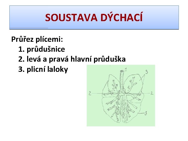 SOUSTAVA DÝCHACÍ Průřez plícemi: 1. průdušnice 2. levá a pravá hlavní průduška 3. plicní