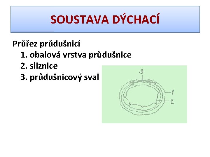 SOUSTAVA DÝCHACÍ Průřez průdušnicí 1. obalová vrstva průdušnice 2. sliznice 3. průdušnicový sval 