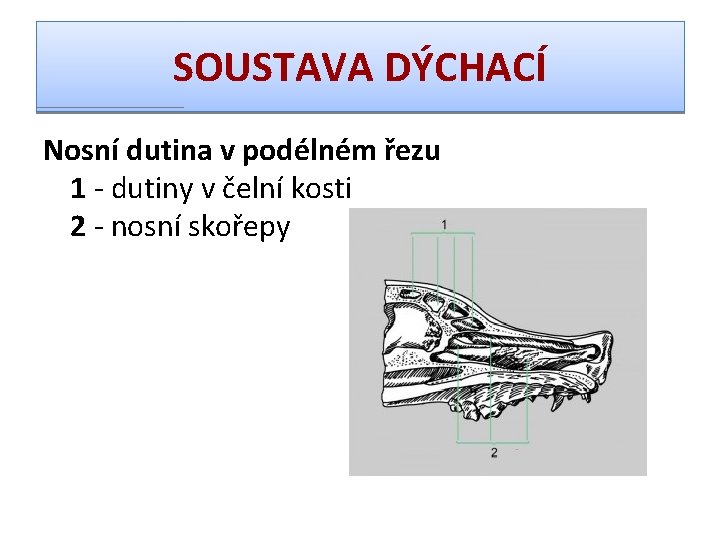 SOUSTAVA DÝCHACÍ Nosní dutina v podélném řezu 1 - dutiny v čelní kosti 2