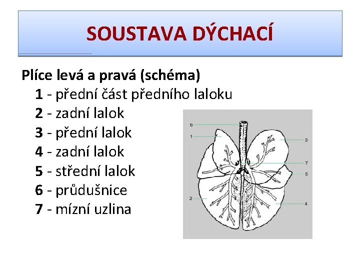 SOUSTAVA DÝCHACÍ Plíce levá a pravá (schéma) 1 - přední část předního laloku 2