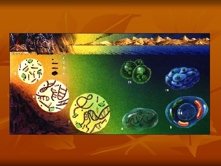 History of Life on Earth Biology Chapter 12