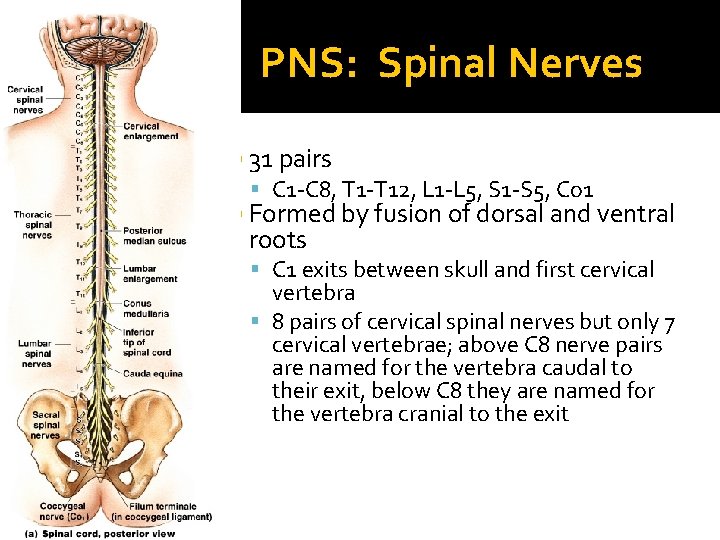 PNS: Spinal Nerves 31 pairs C 1 -C 8, T 1 -T 12, L