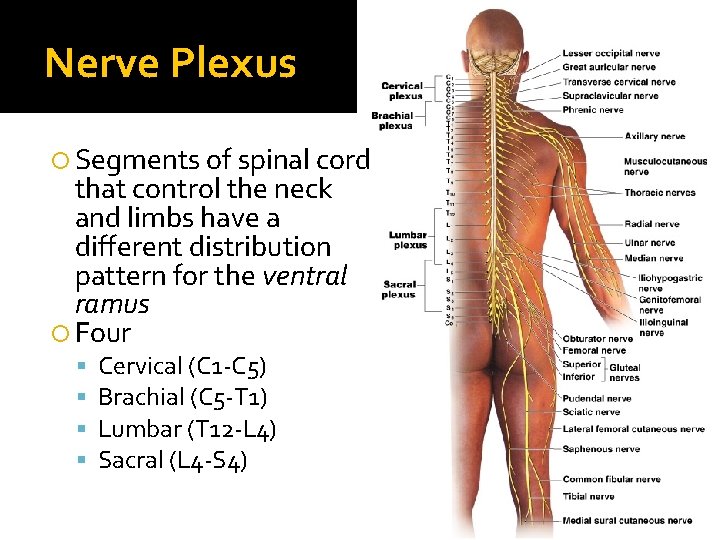 Nerve Plexus Segments of spinal cord that control the neck and limbs have a