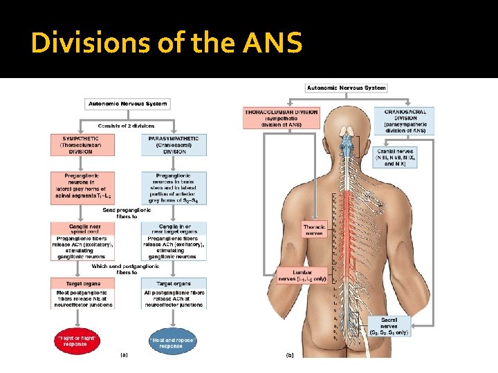 Divisions of the ANS 