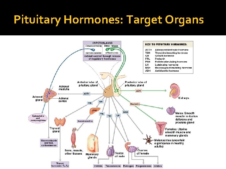 Pituitary Hormones: Target Organs 