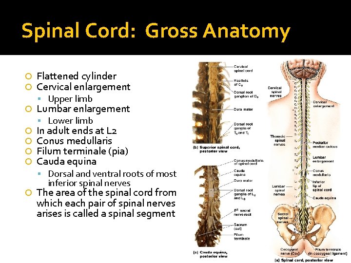 Spinal Cord: Gross Anatomy Flattened cylinder Cervical enlargement Upper limb Lumbar enlargement Lower limb