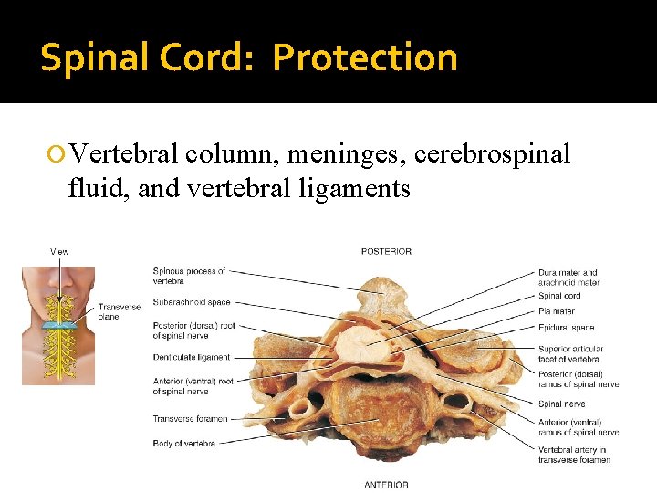 Spinal Cord: Protection Vertebral column, meninges, cerebrospinal fluid, and vertebral ligaments . 