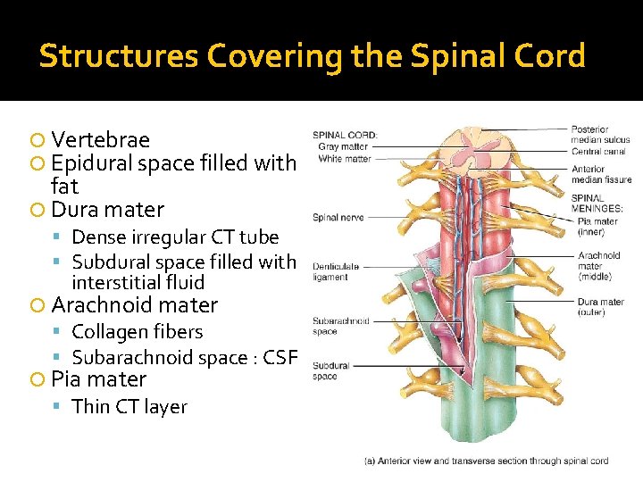 Structures Covering the Spinal Cord Vertebrae Epidural space filled with fat Dura mater Dense