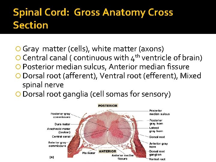 Spinal Cord: Gross Anatomy Cross Section Gray matter (cells), white matter (axons) Central canal
