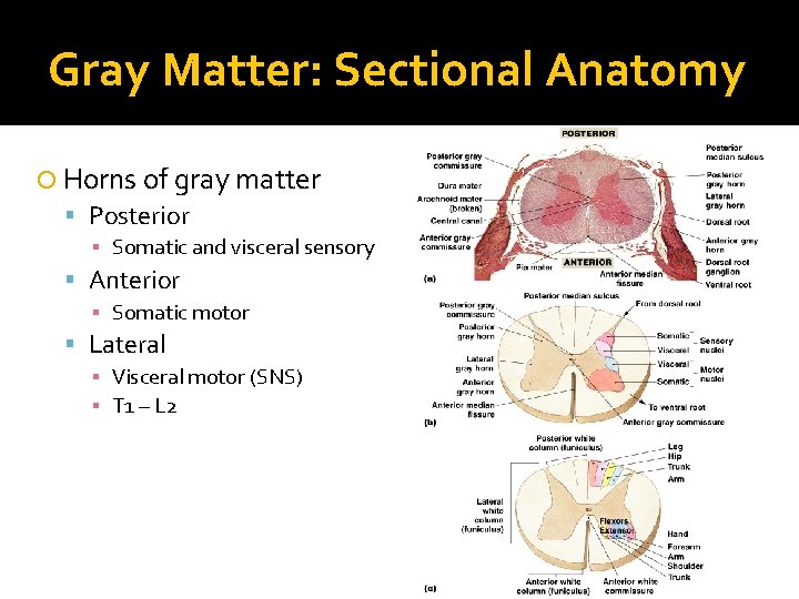 Gray Matter: Sectional Anatomy Horns of gray matter Posterior ▪ Somatic and visceral sensory