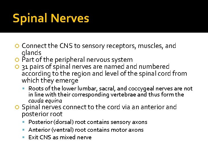 Spinal Nerves Connect the CNS to sensory receptors, muscles, and glands Part of the