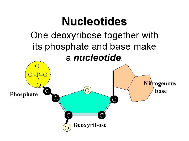 Nucleotides One deoxyribose together with its phosphate and base make a nucleotide. O O