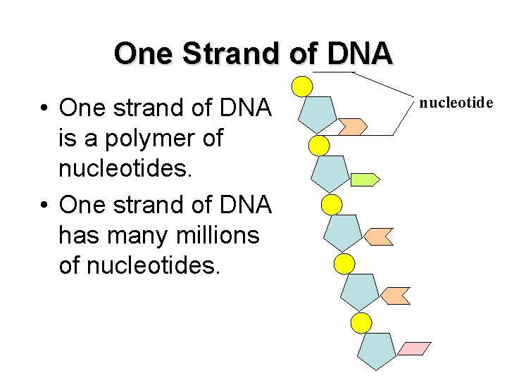 One Strand of DNA • One strand of DNA is a polymer of nucleotides.