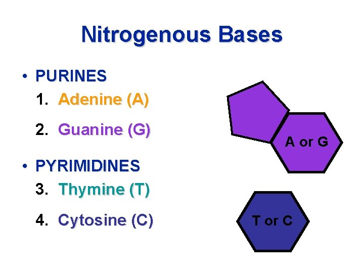 Nitrogenous Bases • PURINES 1. Adenine (A) 2. Guanine (G) A or G •