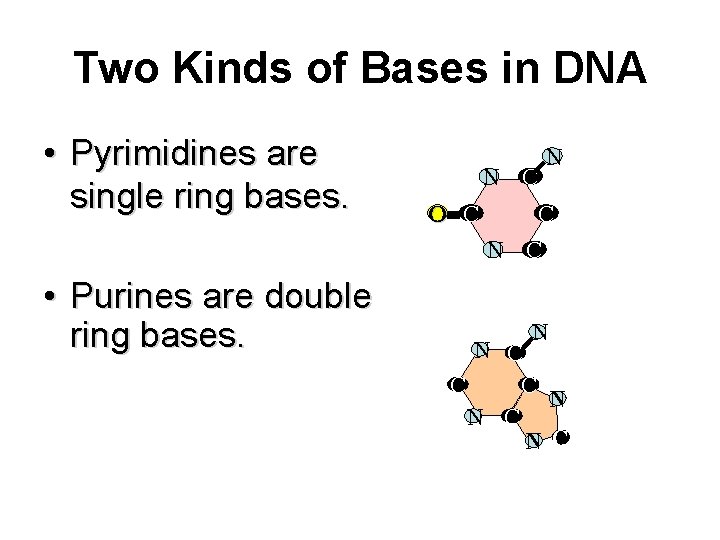 Two Kinds of Bases in DNA • Pyrimidines are single ring bases. N C