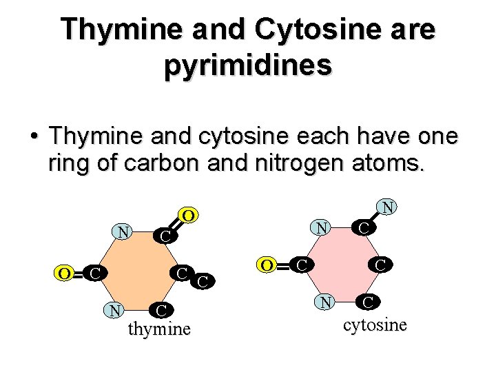 Thymine and Cytosine are pyrimidines • Thymine and cytosine each have one ring of