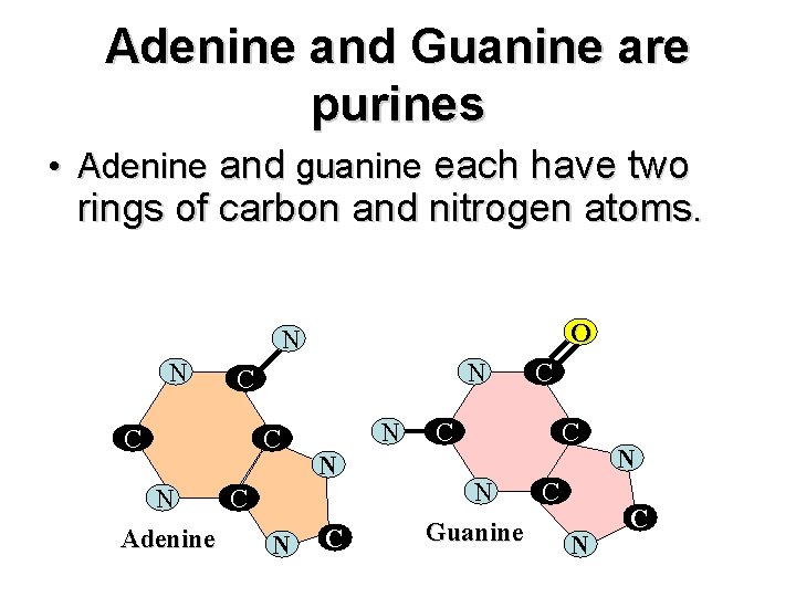 Adenine and Guanine are purines • Adenine and guanine each have two rings of