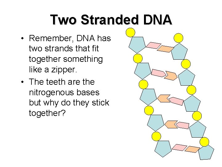 Two Stranded DNA • Remember, DNA has two strands that fit together something like