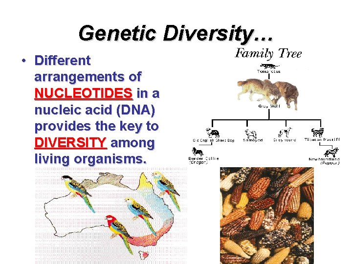 Genetic Diversity… • Different arrangements of NUCLEOTIDES in a nucleic acid (DNA) provides the