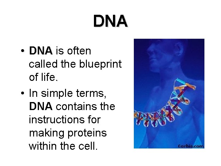 DNA • DNA is often called the blueprint of life. • In simple terms,