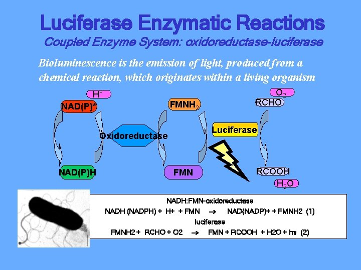 Luciferase Enzymatic Reactions Coupled Enzyme System: oxidoreductase-luciferase Bioluminescence is the emission of light, produced