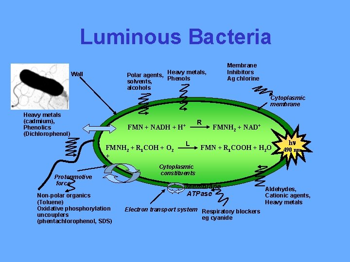Luminous Bacteria Membrane Inhibitors Ag chlorine Heavy metals, Polar agents, Phenols solvents, alcohols Wall