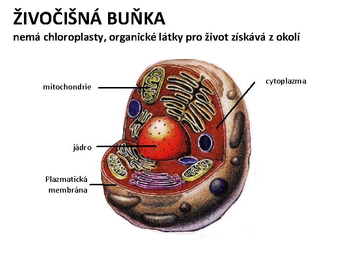 ŽIVOČIŠNÁ BUŇKA nemá chloroplasty, organické látky pro život získává z okolí mitochondrie jádro Plazmatická