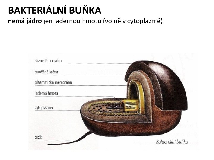 BAKTERIÁLNÍ BUŇKA nemá jádro jen jadernou hmotu (volně v cytoplazmě) 