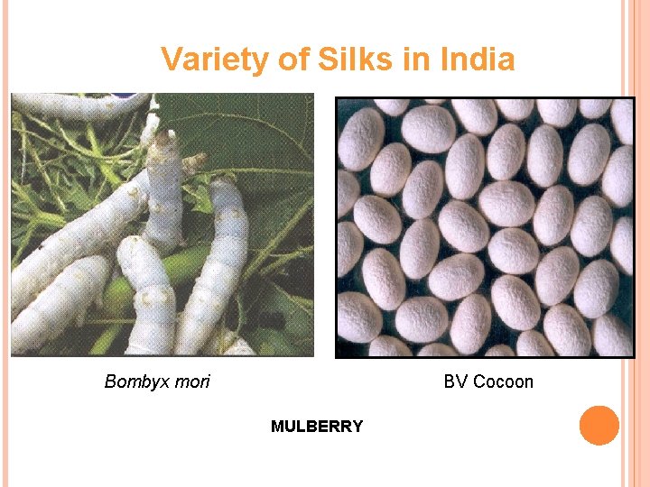 Variety of Silks in India Bombyx mori BV Cocoon MULBERRY 