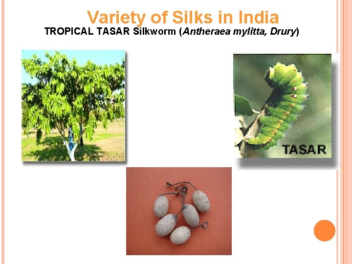 Variety of Silks in India TROPICAL TASAR Silkworm (Antheraea mylitta, Drury) 