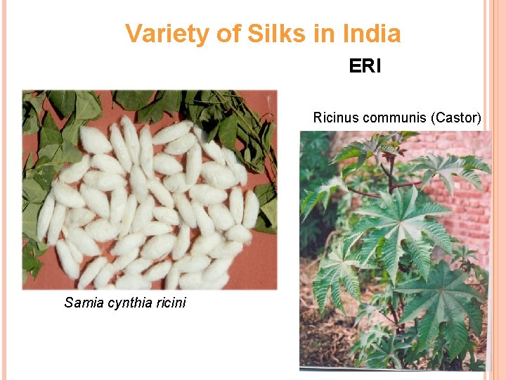 Variety of Silks in India ERI Ricinus communis (Castor) Samia cynthia ricini 