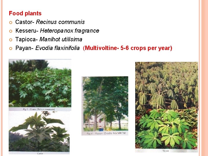 Food plants Castor- Recinus communis Kesseru- Heteropanox fragrance Tapioca- Manihot utilisima Payan- Evodia flaxinifolia